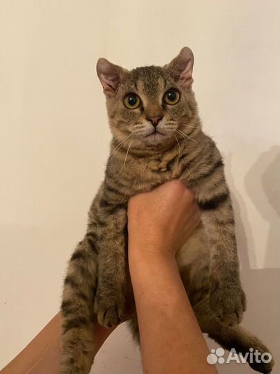 Котенок-девочка