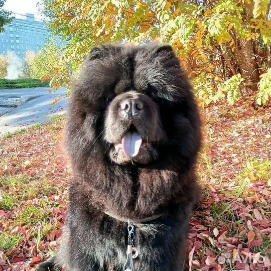 Кобель чау чау ищет любовь