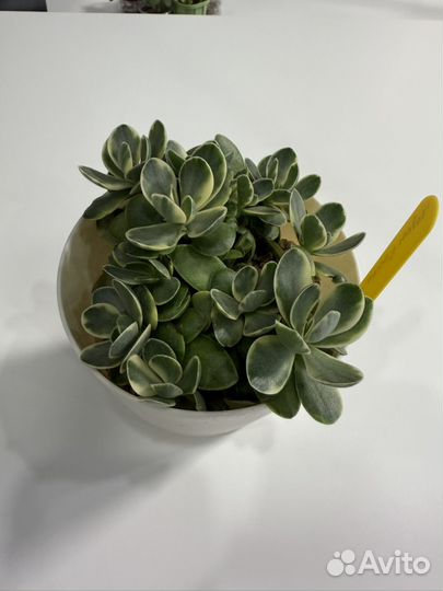 Крассула мани мейкер (crassula money maker)