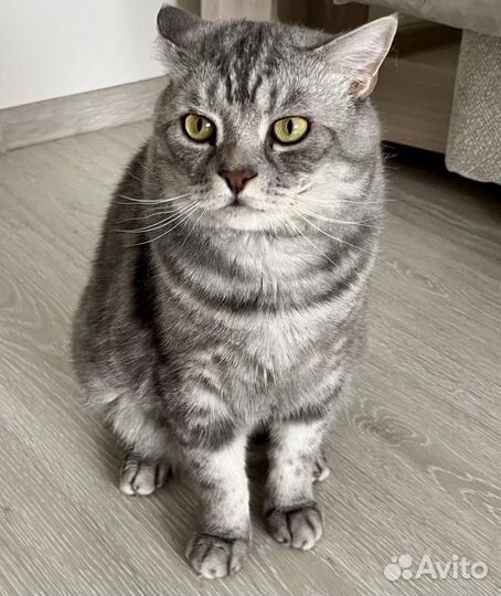 Кот бесплатно