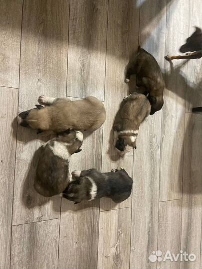 Отдам щенят в хорошие руки