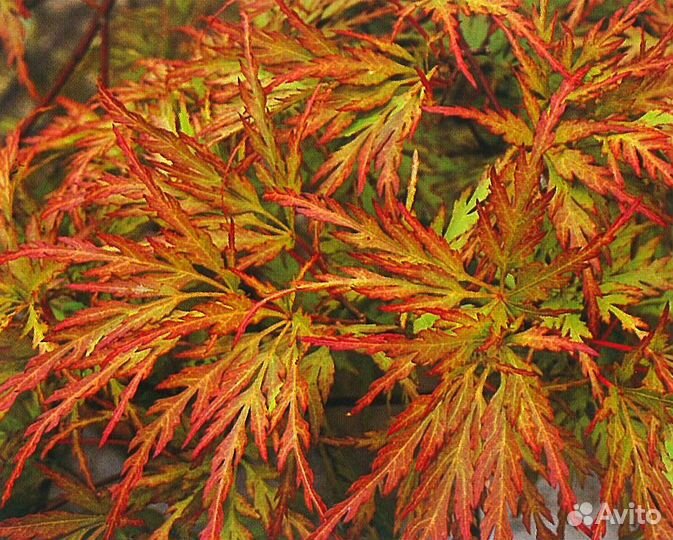 Клен веерный