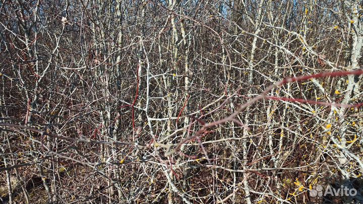 Саженцы сирени акации боярышник для живой изгороди