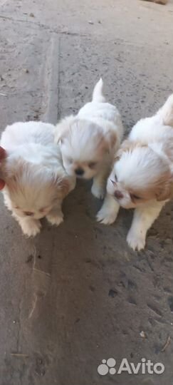 Щенки японский хин