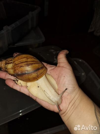 Улитки архахатины