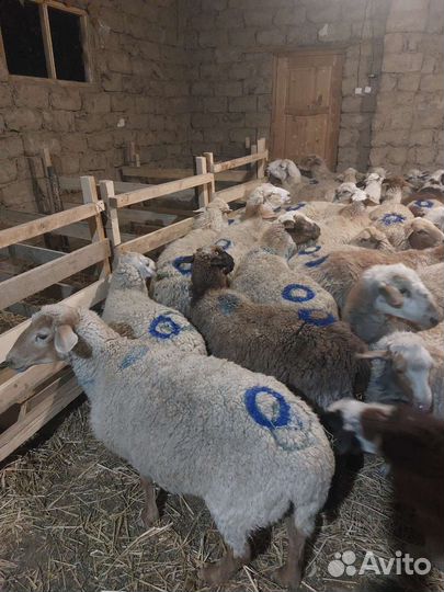 Овцы бараны