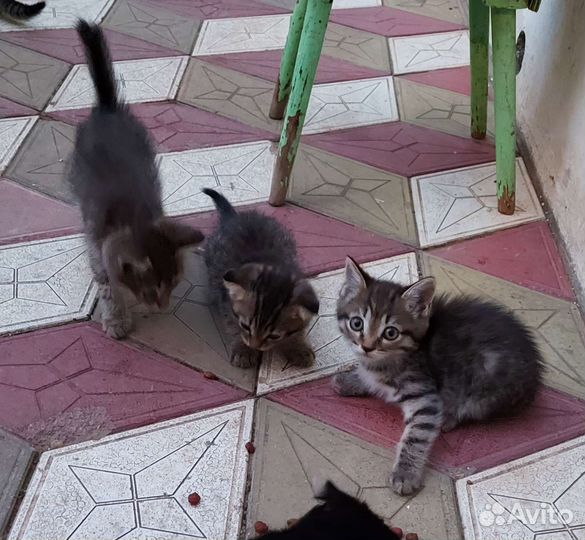 Котятки в дар