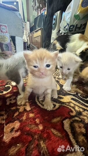 Кошка
