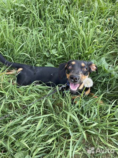 Вязка кобель такса