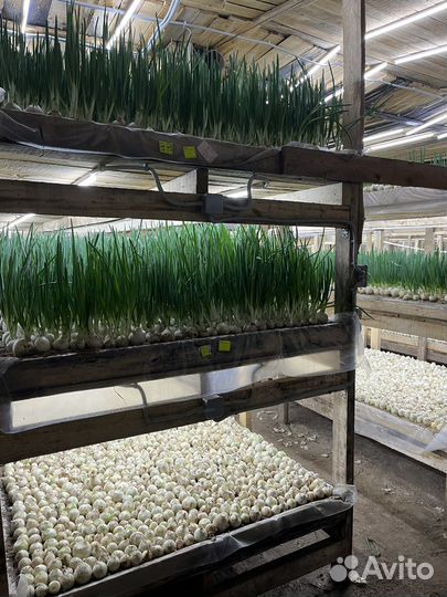 Зеленый лук оптом