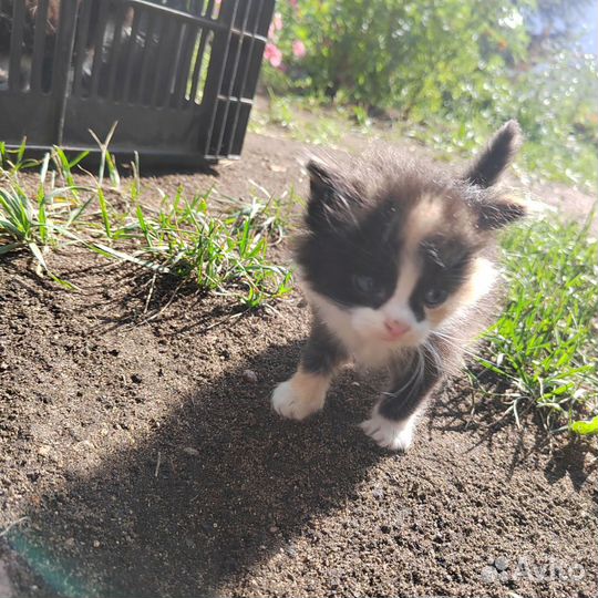 Котята в добрые руки бесплатно