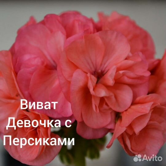 Пеларгония герань