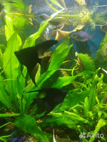 Аквариумные рыбки