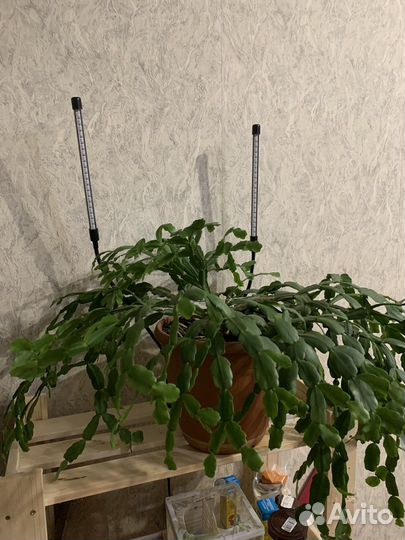 Декабрист Шлюмбергера малиновый