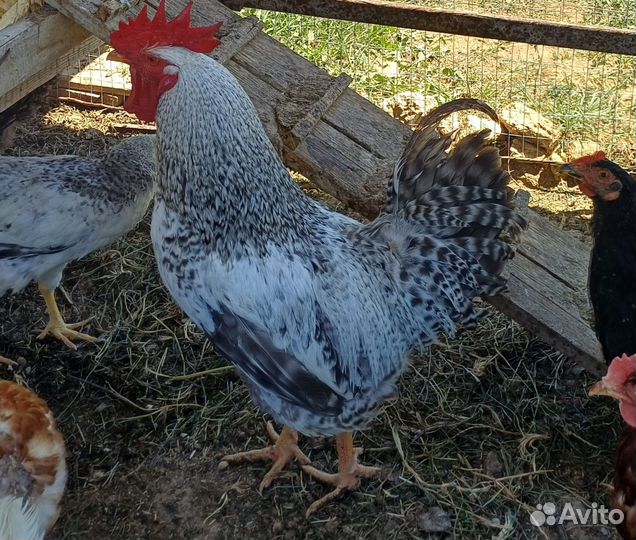 Петух Григорий