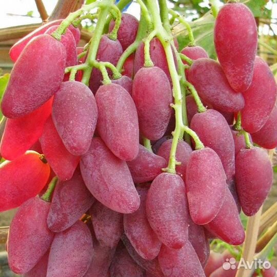 Саженцы винограда