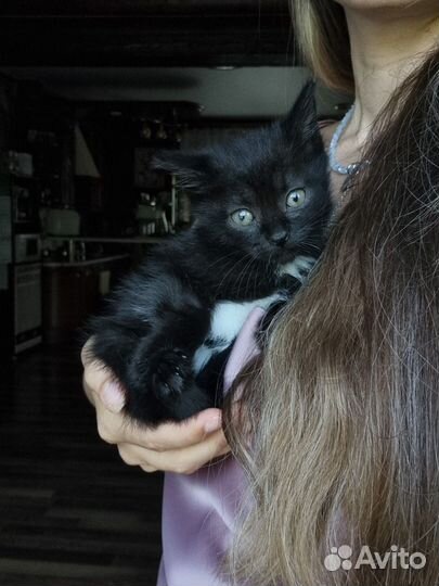 Котёнок мальчик