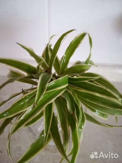 Хлорофитум