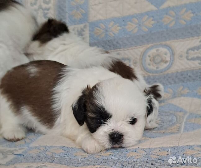 Ши-тцу щенки