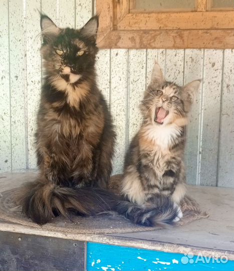 Кошка мейкун