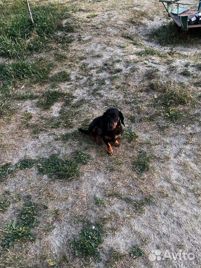 Вязка карликовой таксы