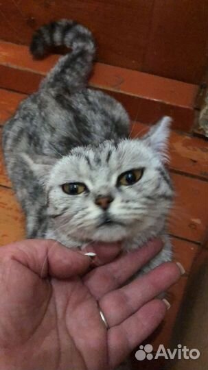 Котики в добрые руки