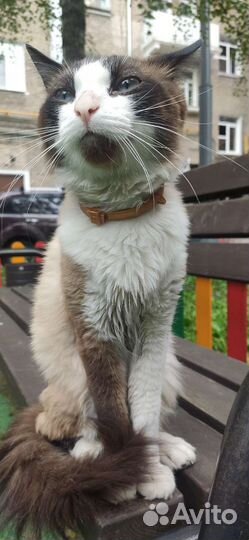 Найден голубоглазый кот ждёт хозяина или новый дом