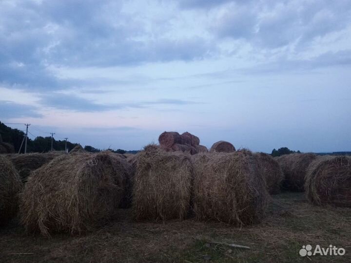 Сено в тюках