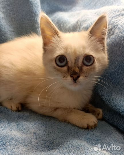 Котёнок с голубыми глазами. Девочка