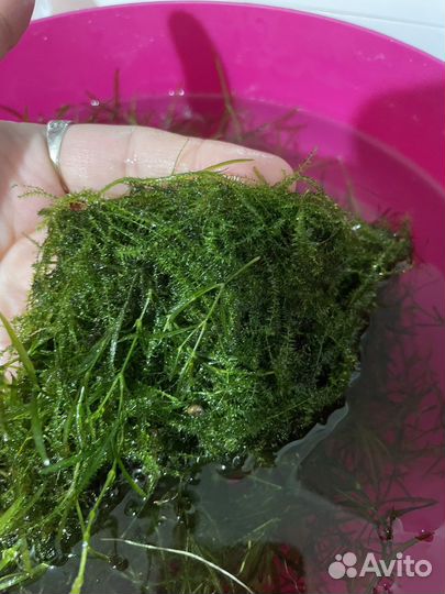 Трава для аквариума