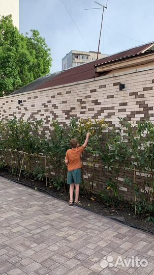 Лавровишня 80-100см С3