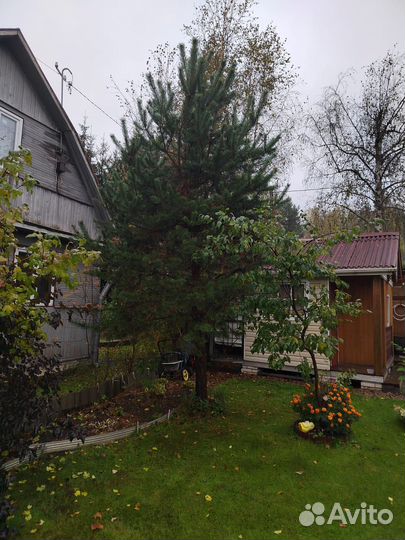 Крупномер сосна 5 метров