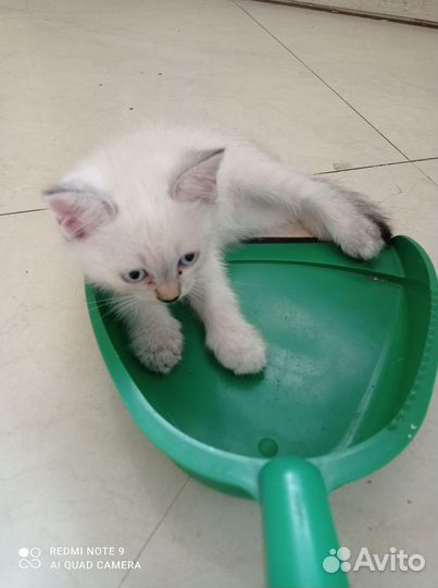 Котенок 2 месяца девочка, 2 штуки, бесплатно