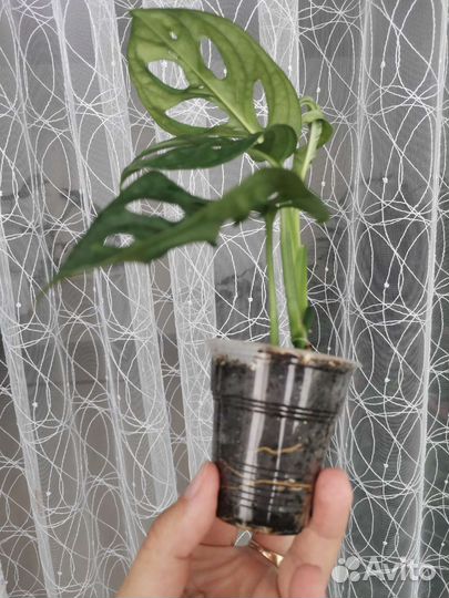 Монстера Obliqua Monkey Mask