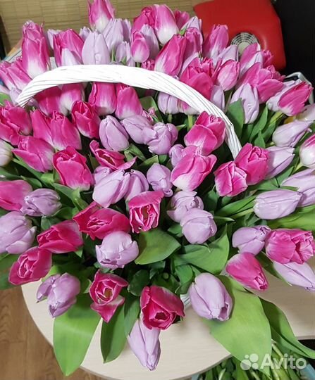 Луковицы тюльпанов