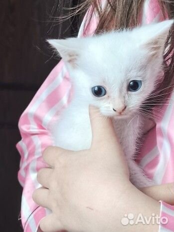 Отдам в добрые руки котят