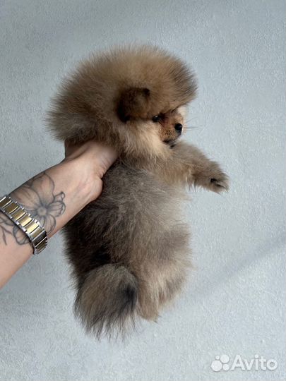Померанский шпиц мини девочка
