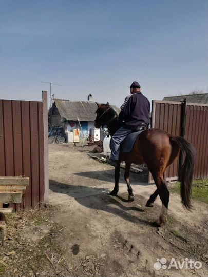 Жеребец обученный