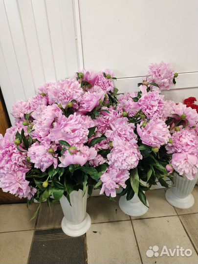 Пионы букет