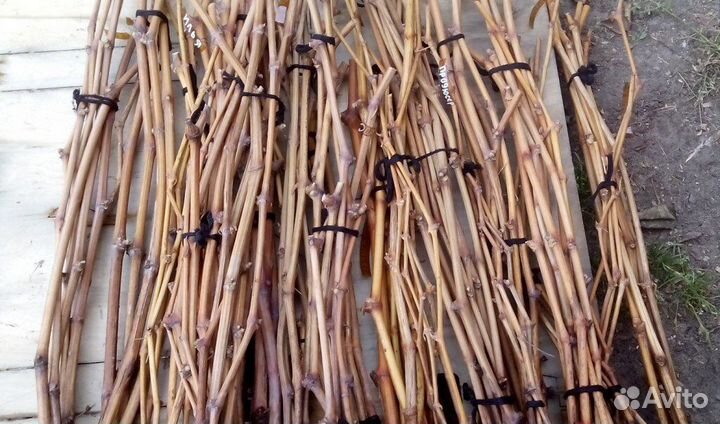 Элитные черенки винограда