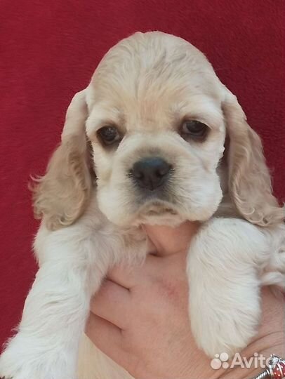 Кокер спаниель