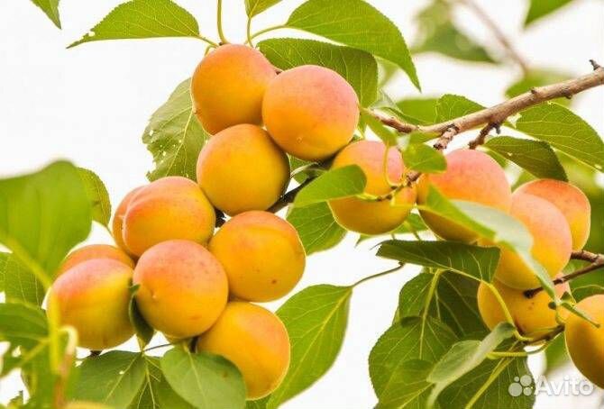 Саженцы абрикоса Жердель