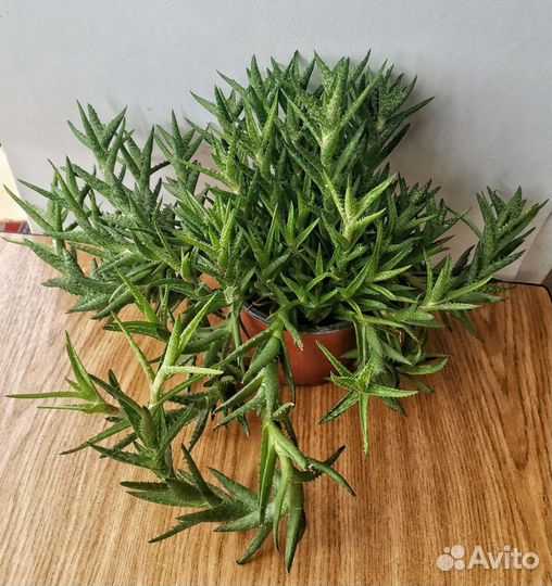 Алоэ Скуапосса оттопыренное