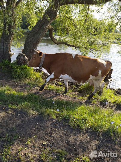 Корова высокоудойная