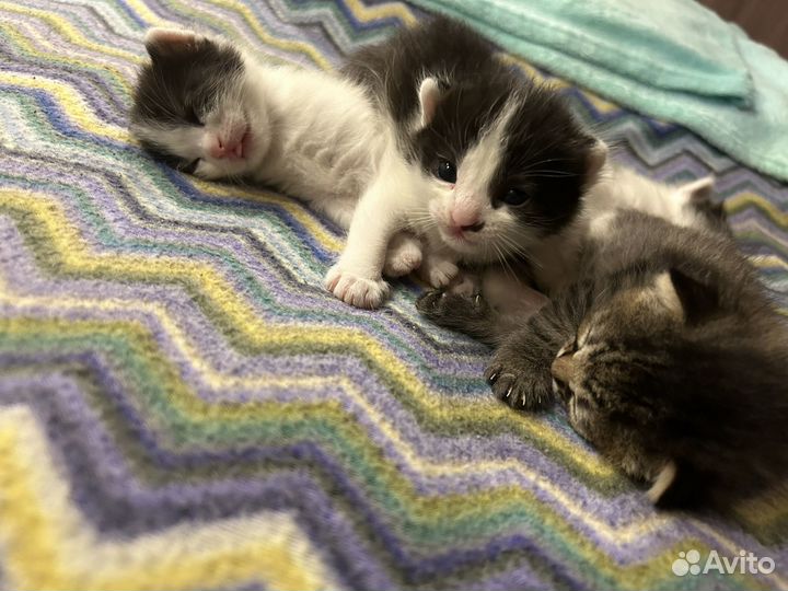 Котята