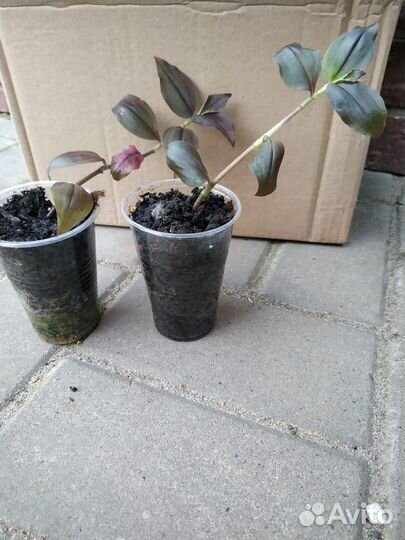 Традесканции сортовые