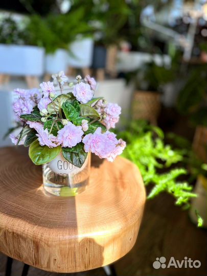 Сортовые мтнтатюрные фиалки