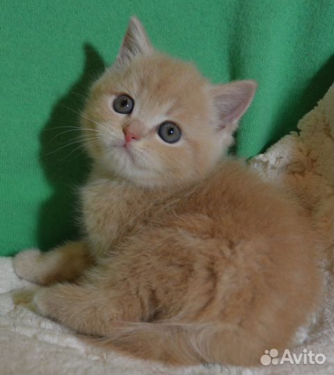 Золотой, кремовый, серебро