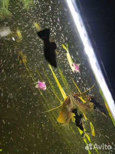 Аквариумные рыбки