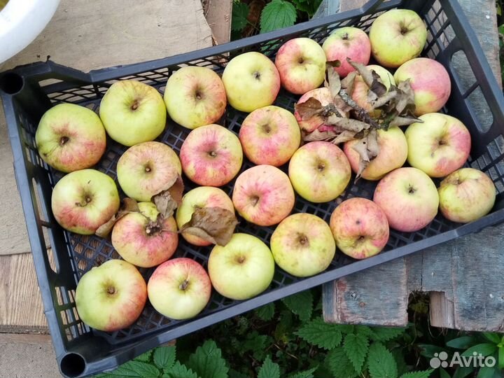 Яблоки домашние 1кг -100кг
